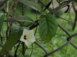 Image result for Xenostegia alatipes