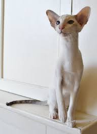 Mostlycatsmostly Seal Cream Tortie Point And White Oriental Shorthair Oriental Shorthair Cute Cats Oriental Cat