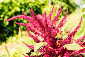 Amaranthus Hypochondriacus Flower Identification Best Flower Wallpaper