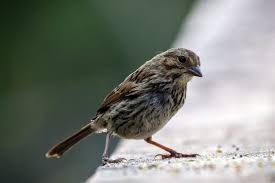 9 Foods You Should Never Feed To Birds Birds And Blooms