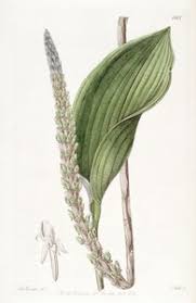 Image result for Eulophia stachyodes