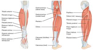 The gastrocnemius is a large muscle in the posterior compartment of the leg, and is the powerful muscle that enables plantarflexion, as well as knee flexion. How To Build Calf Muscles