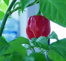 We did not find results for: Red Savina Pepper Wikipedia