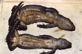 Image result for Micrococca capensis