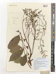 Image result for Pseudospondias