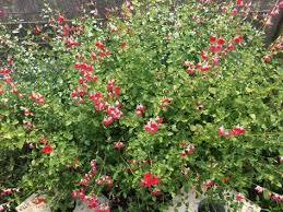 枯れにくい植物 初心者におススメの庭植えの花 ハーブ５選 植えっぱなしガーデニングのススメ ズボラさんのためのお片付けレッスン ベランダ ガーデニング ハーブ 日陰 ガーデニング ハーブ 庭