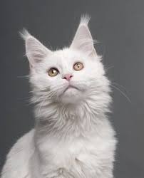 Check with magic moon maine coons in texas, shannon lantz on facebook for kittens. Are White Maine Coons Rare Color Price Helpful Guide Faqcats Com
