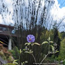 Image result for Lycianthes rantonnetii