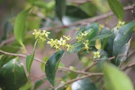 Image result for Cassipourea