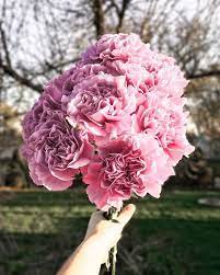 Carnation Flower Bouquet Pink Flower Bouquet Flowers Bouquet Carnation Flower