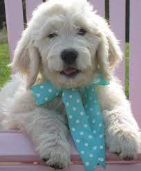 Goldendoodle puppies available now mini goldendoodles from. Goldendoodle For Sale Michigan Page 3