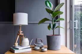 Image result for ficus elastica flower