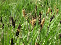 Image result for Carex chlorosaccus