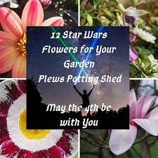 Check spelling or type a new query. 12 Star Wars Flowers For Your Garden Design Inspiration Themed Gardens