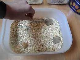 Mealworms take very little grow and care for them let's start by talking about their housing. How To Care For And Breed Mealworms Youtube