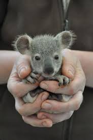 Koala Joeys Galore For Australia S Dreamworld Cute Baby Animals Baby Animals Cute Animals