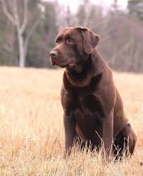 Good Dog Labrador Chocolat Peintures De Chien Chien Labrador