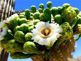 To understand how long do saguaro cactus live, it is essential to learn about the succulent before. Saguaro Cactus For Sale Mesa Gilbert Queen Creek A P Nursery
