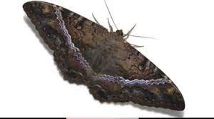 Sacar Una Mariposa Negra Significado Mariposa Negra Sonar Mariposa Negra Preta Youtube