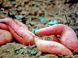 Nous vous donnons les meilleurs solutions afin de sauver votre jardin! Patate Douce Une Culture Originale Conseils Potagers Bio Potager
