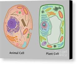Plant and animal cell black and white. Plant Cell Black And White Fresh Animal Cell And Plant Cell Canvas Print Canvas Art By In 2020 Plant Cell Black And White