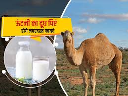 Our drying and pasteurization methods gently protect the nutritional properties of camel milk. Benefits Of Camel Milk Camel Milk Is Amazing For The Body Know 5 Surprised Health Benfits In Hindi à¤¶à¤° à¤° à¤• à¤² à¤ à¤•à¤® à¤² à¤¹ à¤Š à¤Ÿà¤¨ à¤• à¤¦ à¤§ 1 à¤¨à¤¹ à¤¹ à¤¤ à¤¹ 5