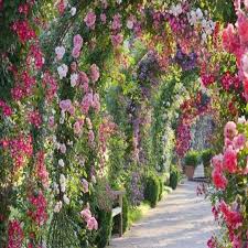 Rose Garden Fragrance Oil 16 Oz 1 Lb For Candle And Soap Making By Virginia Candle Supply Free S H In Usa In 2020 Rose Garden Design Beautiful Gardens Amazing Gardens