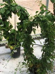 We did not find results for: Any Marionberry Growers In Cold Regions General Fruit Growing Growing Fruit