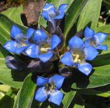Image result for Riocreuxia chrysochroma