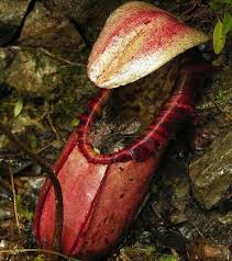 Savesave periuk kera for later. Trivia Hive On Twitter There Is A Carnivorous Plant Called Nepenthes Attenboroughii That Eats Rats Whole Http T Co Mw3rismpsi
