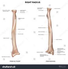 Long bones are longer than they are wide and are the major bones of the limbs. Radius Human Right Radius Bone Detailed Medical Illustration Latin Medical Terms Isolated On A White Background Radius Bone Anatomy Bones Human Right