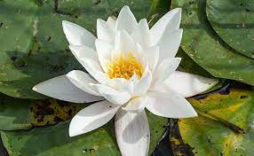 In good morning flowers images, you will find greeting cards with wishes, quotes, pictures for a morning full of beautiful flowers. Top 10 Most Beautiful Flowers In The World Floweraura