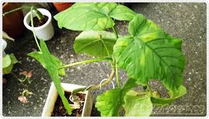 ウンベラータがくたびれテータ 葉がクタッとなってるのは 何が原因なんだ Oyageeの植物観察日記