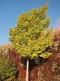 Gingko Biloba Autumn Gold This Variety Only Has Male Trees And Supposedly Is Stink Free Because There S No Fruit Bearing Plants Planting Flowers Landscape