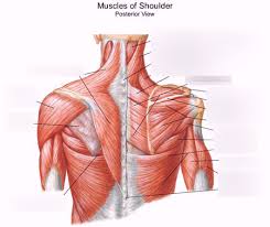 There is no difference between the black and white x's. Muscles Of The Shoulder Upper Arm Diagram Quizlet