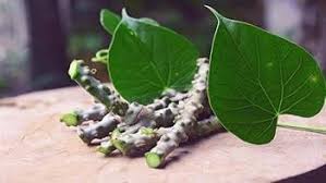 Image result for Tinospora tenera