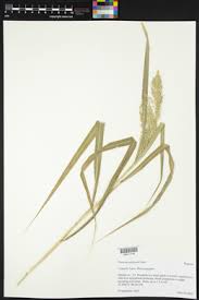 Image result for Panicum subalbidum