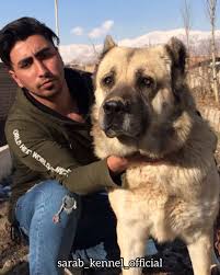 Chapar A Big Face Sarabi Dog From Iran Dogs Mastiffs Animals