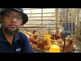 Ayam petelur bertelur berapa hari sekali. Ayam 20 Ekor Menghasilkan Berapa Telur Sehari Part 1 Ternak Sederhana Youtube