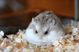 Maybe you would like to learn more about one of these? Robi Roborovski Dwarf Hamster Cute Cute Hamsters Baby Hamster Hamster
