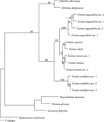 Image result for Stomatostemma pendulina