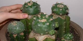 But how do you prepare the cactus for consumption? How To Grow Peyote Trufflemagic Fresh Truffles Grow Kits