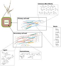 Do all plants have secondary cell walls. Applied Sciences Free Full Text Green Production And Biotechnological Applications Of Cell Wall Lytic Enzymes Html