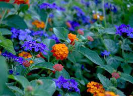 Garden Harvest Given To At Risk Children P Allen Smith Smith Gardens Blue Flowers Garden Plants