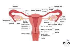 Image result for female sex organ