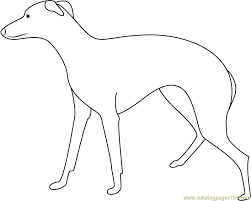 This dog coloring pages are fun way to teach your kids about dog. Greyhound Large Dog Coloring Page For Kids Free Dog Printable Coloring Pages Online For Kids Coloringpages101 Com Coloring Pages For Kids