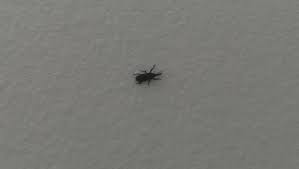 Articles about collection/small spaces on apartment therapy, a lifestyle and interior design community with tips and expert advice on creating happy, healthy homes for everyone. Trying To Identify Black Ant Like Bugs Found Occasionally In My Apartment 162870 Ask Extension