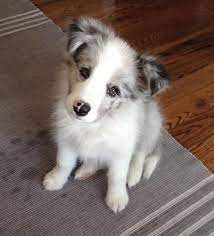 Pin By Angeniet Van Der Veen On Angels Sheltie Love Collie Puppies Collie Dog Cute Dogs