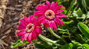 Image result for Gerbera viridifolia