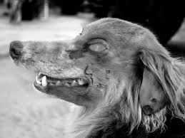 Check spelling or type a new query. Photoshop Submission For Dog Profile Contest Design 8867077